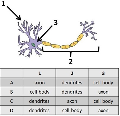 The diagram shows a nerve cell. Which row in the table labels the diagram correctly-example-1