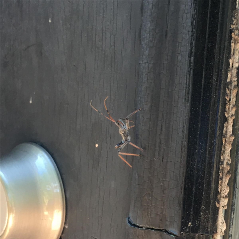 What is this bug called?-example-1