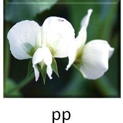 There are two different alleles for flower color, P and p. The image shows a white-example-1