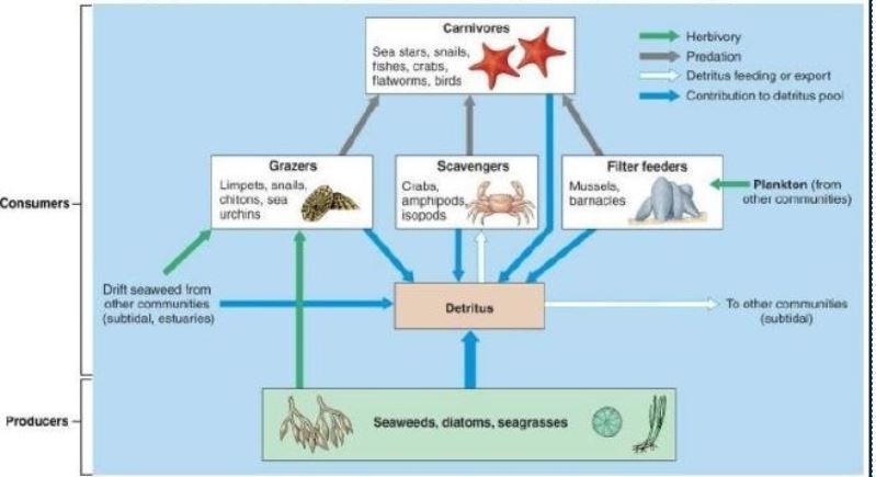 Which of the following are the predominant organisms in the food web shown below? A-example-1