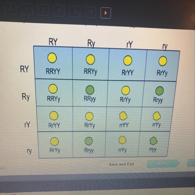 What is the phenotypic ratio of the offspring-example-1