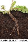 The picture below shows what kind of plant root? A.) adventitious root B.) fibrous-example-1