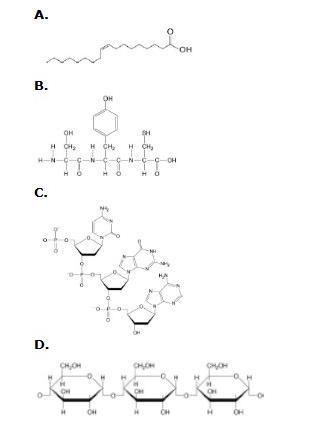 Which labeled drawing shows the structure of part of a protein?-example-1