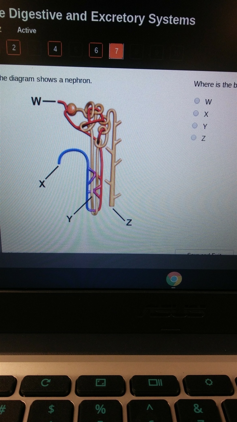 Where is the blood first filtered ?-example-1