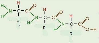 { Please Answer Quickly! 50 Points! } Describe the following protein molecule's structure-example-1