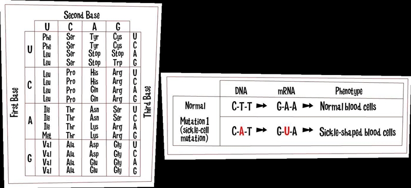 Which amino acid does the mutated mRNA codon translate?-example-1