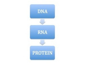 The Central Dogma is represented by the schematic above. Name the two stages involved-example-1