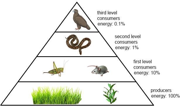 Which explanation best fits with the data shown? A.) Organisms use all of the chemical-example-1