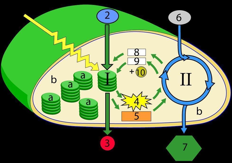 Using the Letter and Numbers on this diagram, match the appropriate names for the-example-1