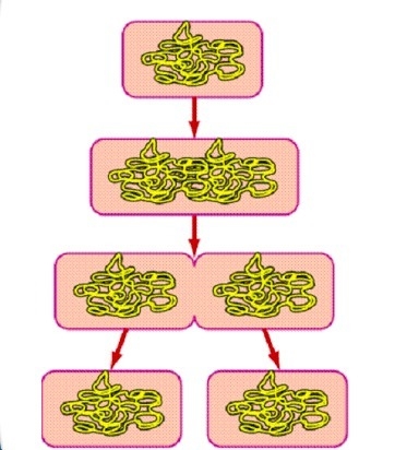 What is the name of the process shown above? A. cell splitting B. cell wall digestion-example-1