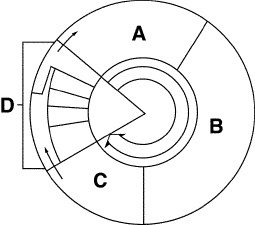 Cell division is represented in Figure 10–3 by the letter Question 6 options: D. B-example-1