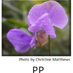 There are two different alleles for flower color, P and p. The image shows a purple-example-1