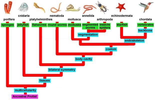 According to the phylogenetic tree, which two phyla are most closely related? A. Chordata-example-1