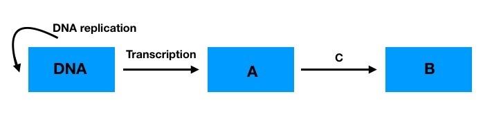 DNA, in the nucleus carries the genetic code for making proteins in ribosomes. In-example-1