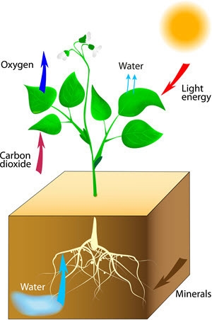 Which of the following are the ingredients that go into the plant and are needed for-example-1