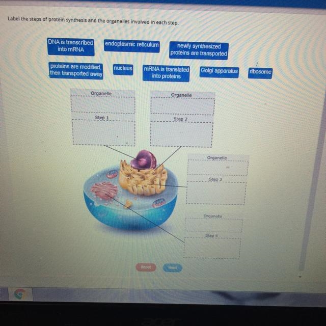 What is the answer to this? -Biology-example-1