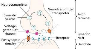 The all-or-none phenomenon as applied to nerve conduction states that the whole nerve-example-1