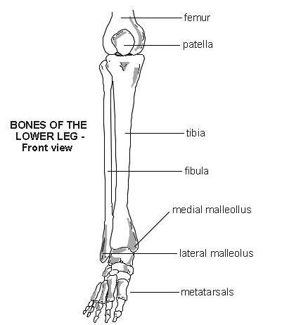 Which of the following bones form part of the leg? Select all that apply. clavicle-example-1