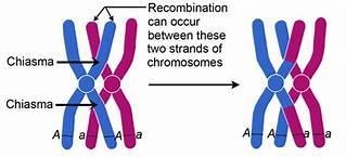 Sexual reproduction promotes genetic variation. One way variation occurs is via the-example-1