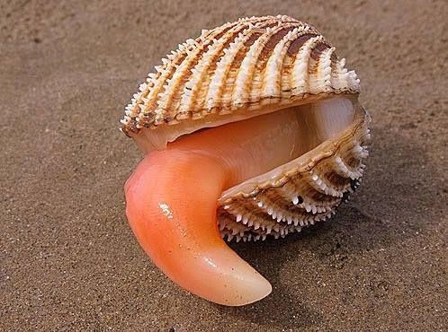 Mollusks with two shells held together by muscles are called a. bivalves b. cephalopods-example-1