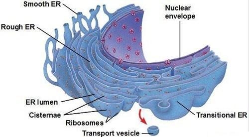 The membranes of the endoplasmic reticulum are continuous with the membranes of the-example-1