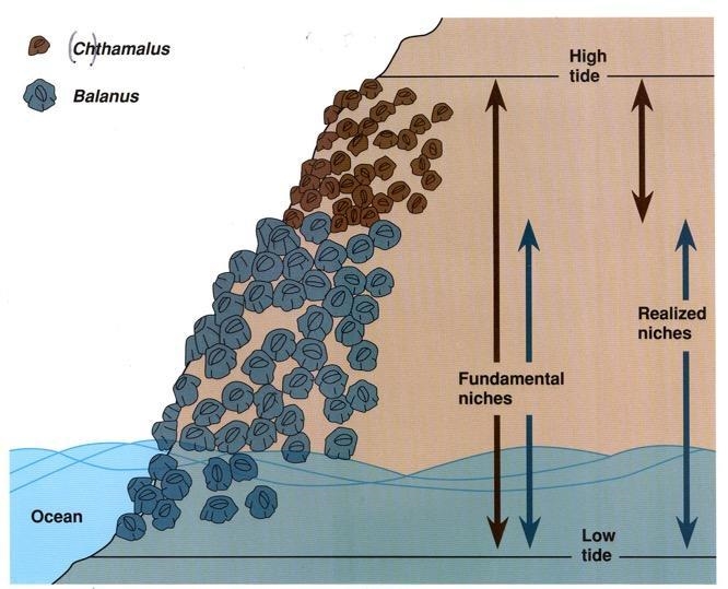 Joseph Connell showed that when Balanus are removed from the intertidal zone, Chthamalus-example-1