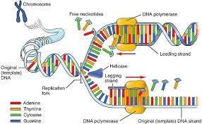 In DNA replication in E. coli, the enzyme primase is used to attach a 5 to 10 base-example-1