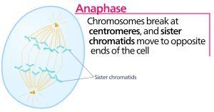 In what phase of mitosis are chromosomes moving toward opposite sides of the cell-example-1