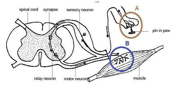 Imagine ? person stepping on a pin and pulling his or her foot way look at the réfl-example-1