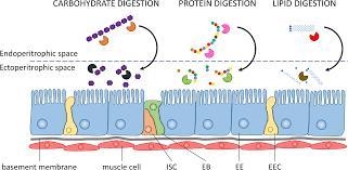 The epithelial cells that line the gut have glucose–Na+ symport proteins that actively-example-1