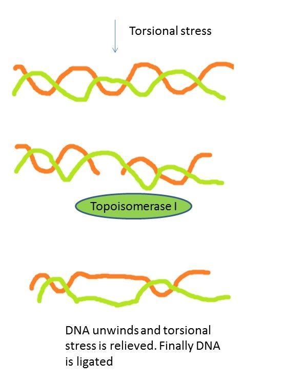 The DNA duplex consists of two long covalent polymers wrapped around each other many-example-1