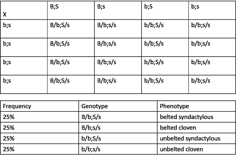 In hogs, a dominant allele B results in a white belt around the body. At a separate-example-1