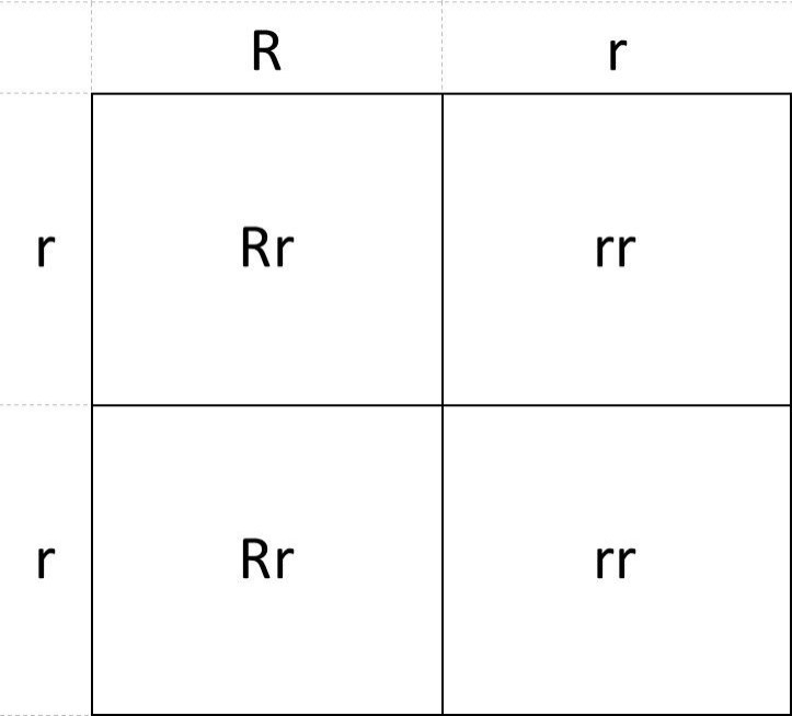 Use a punnett square in fruit flies, red eyes (r) are dominant to pink eyes (r). what-example-1