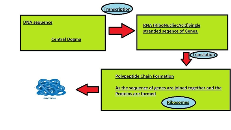 Flow chart to show how protein is produced and shipped from a cell easy-example-1