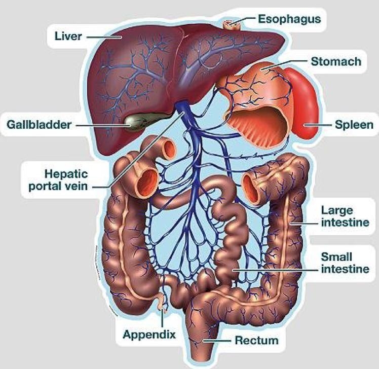 What organ is the first to receive nutrients that have been absorbed from the digestive-example-1