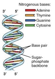 50 POINTS!!!!!!!!!!!!!!!!!!!!!!!!!!!!!!!!!!!!!!!!!!!!!!! Draw an mRNA strand thats-example-1