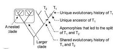 Discuss the usefulness of topology and branch length when reading phylogenetic trees-example-1