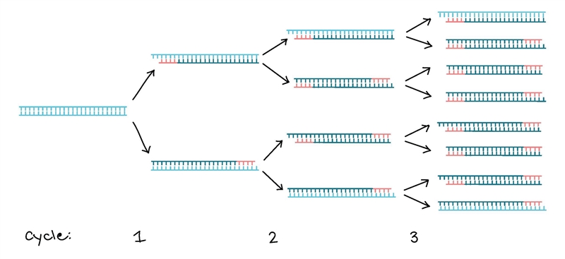 Consider that in a typical PCR you do not start with \"a single molecule\&quot-example-1