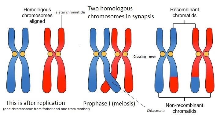 Draw a pair of homologous chromosomes in synapsis and then illustrate a crossing over-example-1