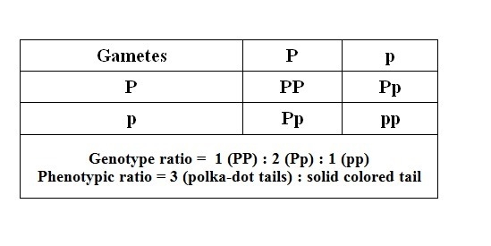 4. Suppose that a dominant allele (P) codes for a polka-dot tail and a recessive allele-example-1