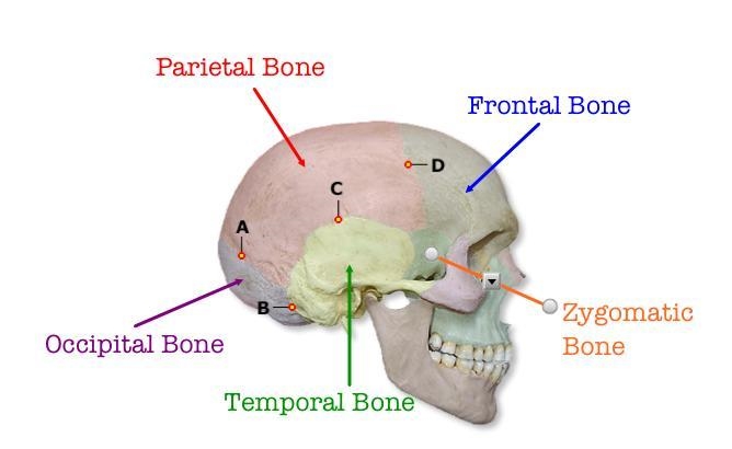 In the Ap axial projection (Towne method) of the skull, with the CR directed 30 degrees-example-1