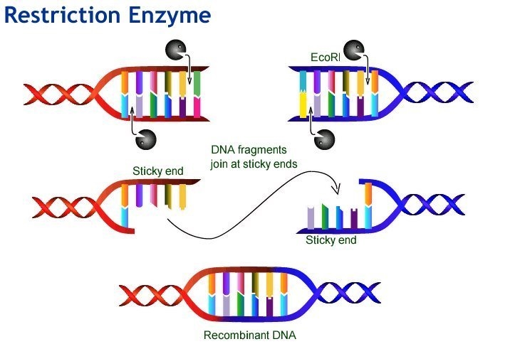 Restriction enzymes are used in making recombinant DNA. Describe the role restriction-example-1