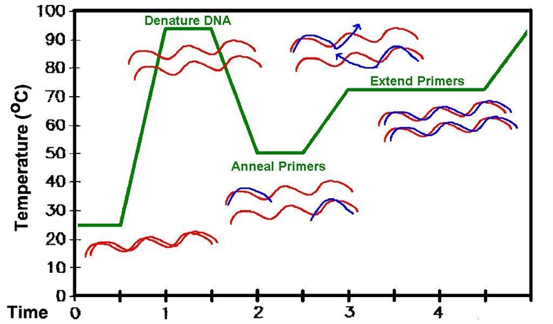 The PCR (polymerase chain reaction) protocol that is currently used in laboratories-example-1