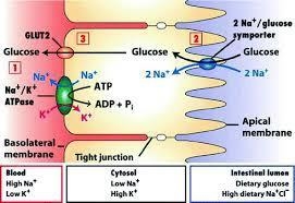 Na+/K+ATPase (sodium potassum adenosine triphosphatase) is found in the plasma membrane-example-1