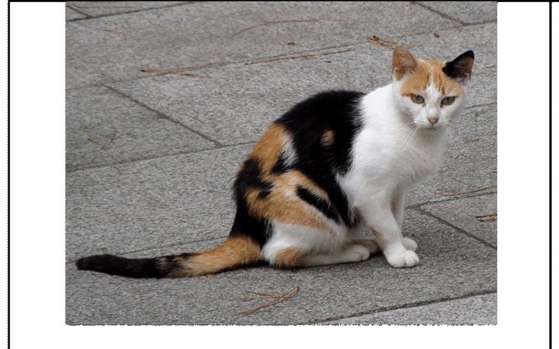 Calico cats are nearly all females because the alleles for the different colors that-example-1