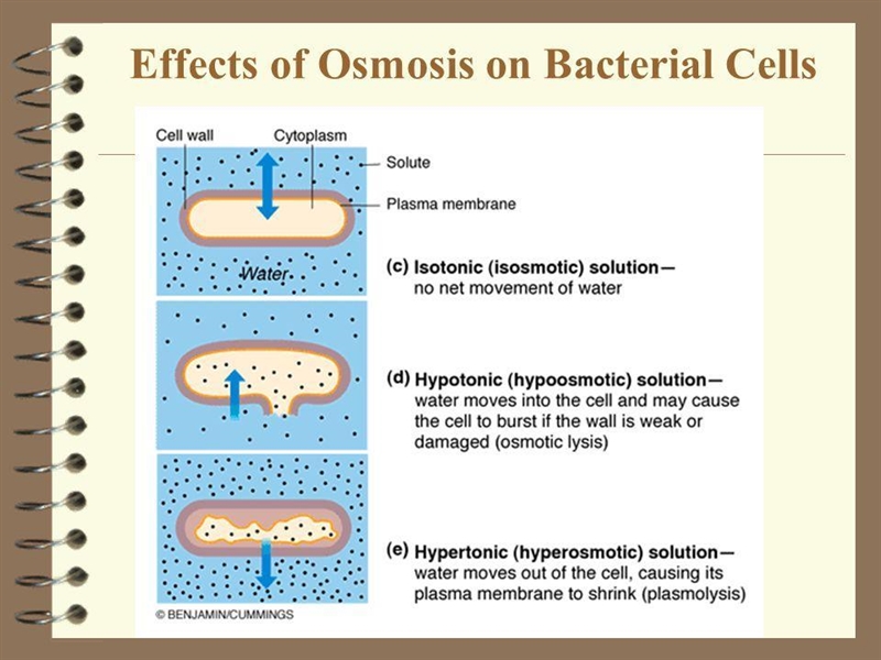 Which of the following statements best describes what happens when a bacterial cell-example-1