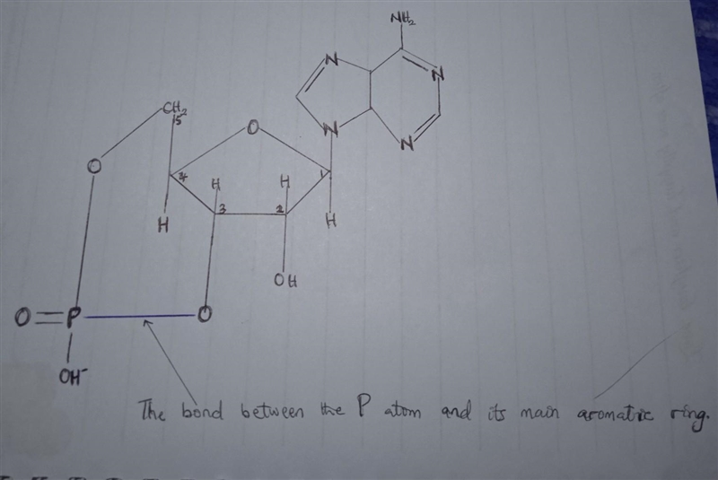 Draw a noncyclic AMP molecule after it has dissolved in water..?-example-1