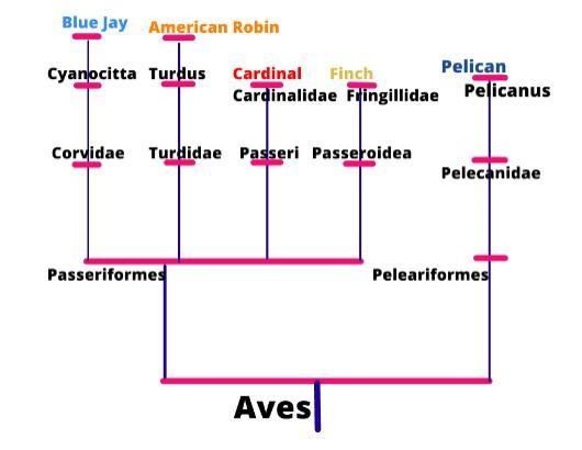 {{FIFTY POINTS}} could someone help me place five birds on a cladogram, and explain-example-1