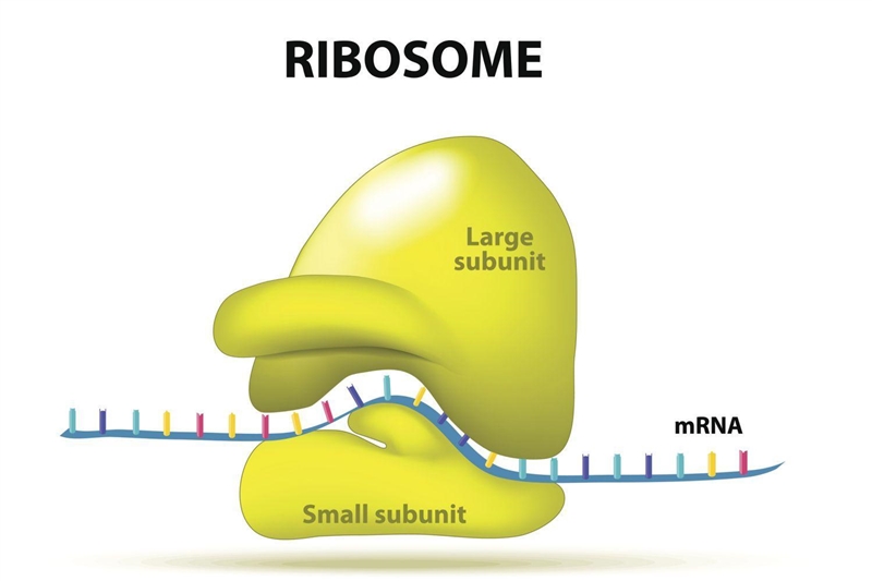 Which organelle is the location of protein synthesis? (4 points) Ribosome Mitochondria-example-1