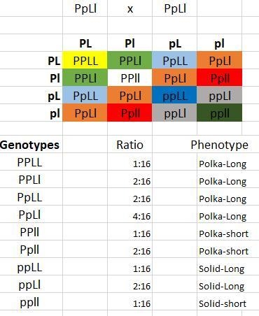 5. Suppose that a dominant allele (P) codes for a polka-dot tail and a recessive allele-example-1